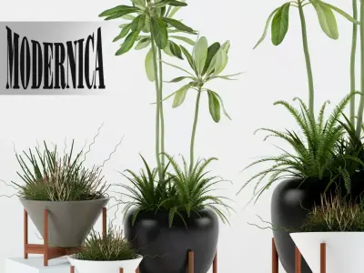 Plants collection 77 Modernica pots 3D model