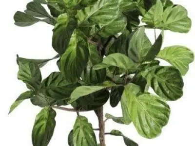 Indoor plant 27 Low-poly 3D model