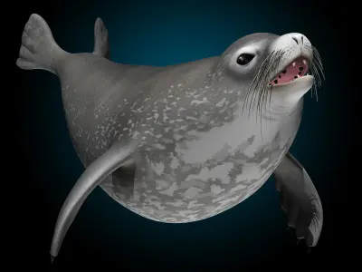 Weddell Seal 3D model