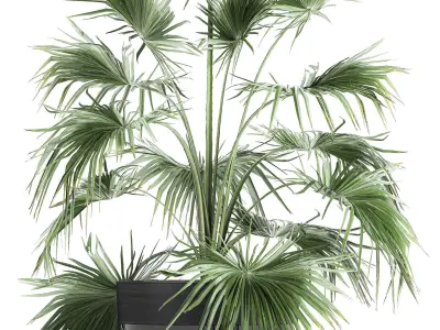 Decorative palm in a flowerpot 712 3D model