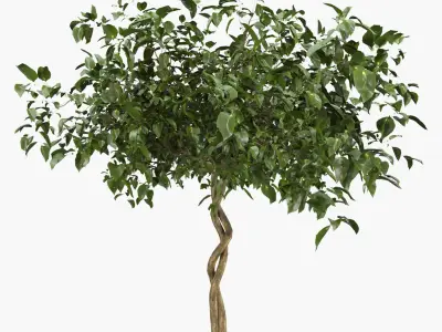 Ficus benjamina - two trees in a pot 3D model