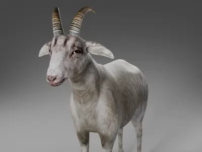 Goat 02 Rigged in Blender Low-poly 3D model