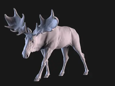 Moose 3D print model