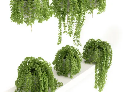 Plants Set hanging on shelf 3D model