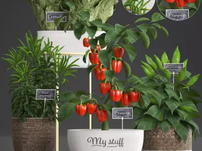 Decorative plants for the kitchen 388 peppers 3D model