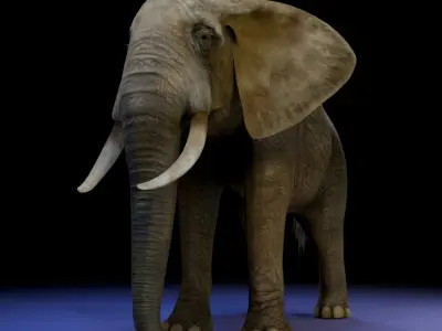 Photorealistic African Elephant 3D Model Low-poly 3D model