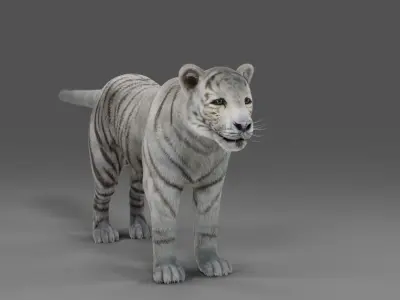 Fur White Tiger NO Rigged in Blender  Low-poly 3D model