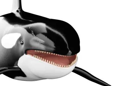 Killer whale Low-poly 3D model