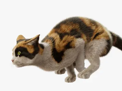 Cat Calico Rigged Animated 3D model