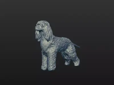 Irish Water Spaniel 3D model