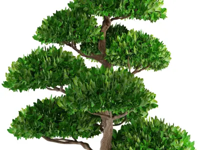 Bonsai tree 3D model