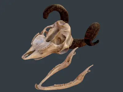 Sheep skeleton Low-poly 3D model