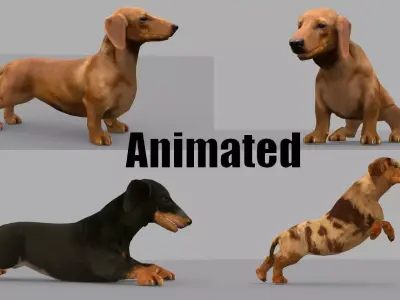 dachshund dog pet Low-poly 3D model