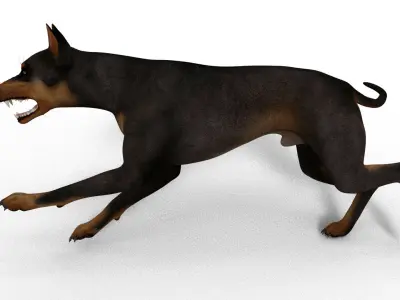 Dobermann Dog - Full Rigged  3D model