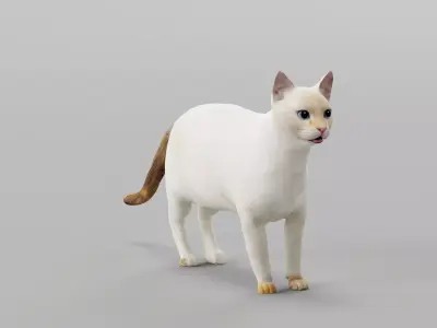 Flame Point Siamese Cat  3D model