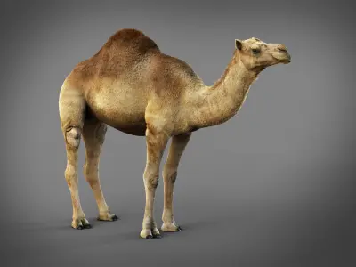 Dromedary Static Xgen core 3D model