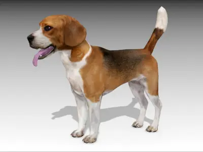 Beagle dog Low-poly 3D model