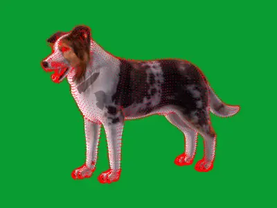 Blue Merle Border Collie Dog Low-poly 3D model