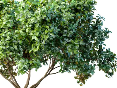 Decorative Evergreen Outdoor Garden Tree 3D model