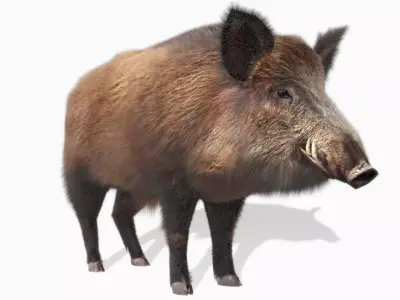 Wild boar Animated Low-poly 3D model