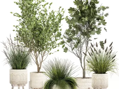 Ornamental plants in rattan baskets 1047 3D model