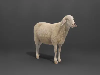 Assaf Sheep03 With 1 Animation VFX Grace 3D model