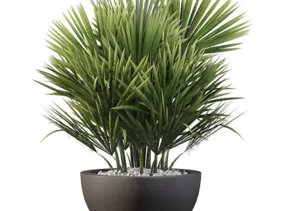 Chamaerops palm 3D model