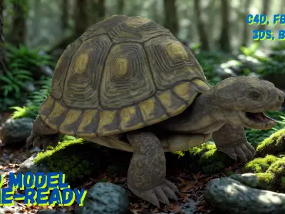 Realistic Turtle 3D Model  Game Ready  C4D FBX Low-poly 3D model