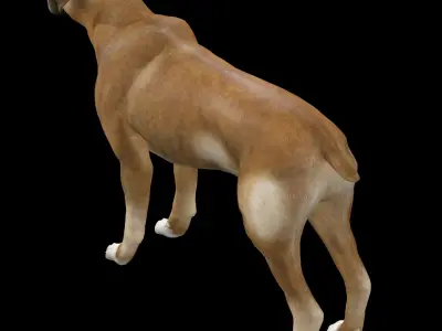 Boxer Dog  3D model