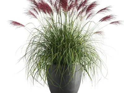 Decorative Cereals in Planters 3D model