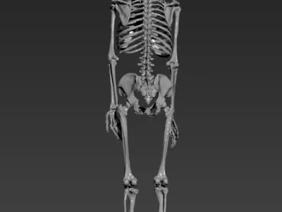 Human Skelton Realistic 3d model 3D model