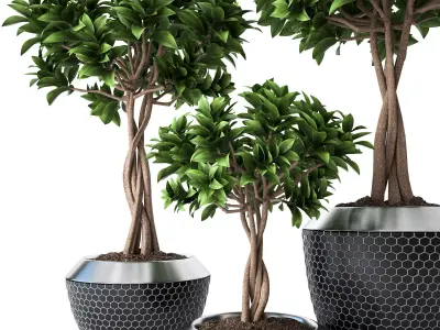 Ficus Microcarpa 3 3D model
