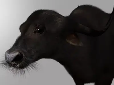 buffalo cow fur 3d model 3D model