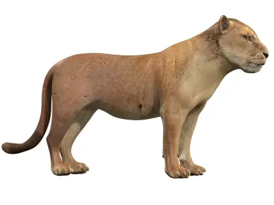   Lion female - Lioness Rig Low-poly 3D model