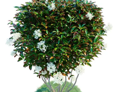 Photinia parachute 3D model