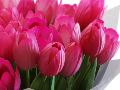 Flower Set 32 - Pink Tulips Bouquet 3D model