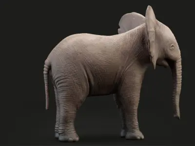 Elephant Baby Rigged 8K Low-poly 3D model