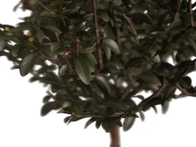 Potted Topiary Plant 3D model