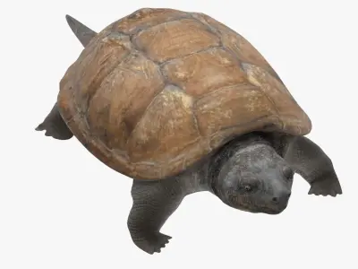 Pond Slider Turtle 3D model