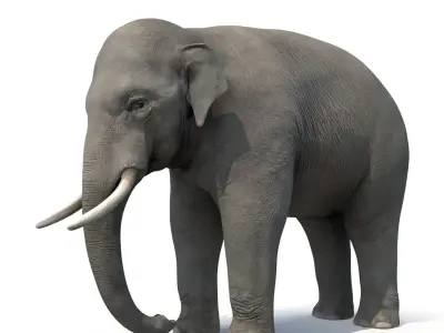 Asian Elephant Low-poly 3D model buy