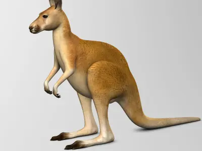Kangaroo 3D model