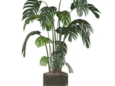 Swiss Cheese Plant In Pot 3D model