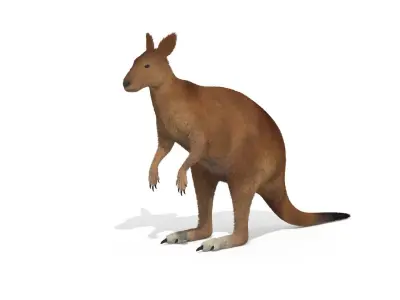 Kangaroo High Poly Australian Animal 3D model