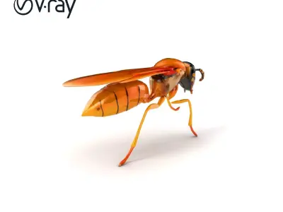 Paper Wasp 3D Entomology model pack Low-poly 3D model