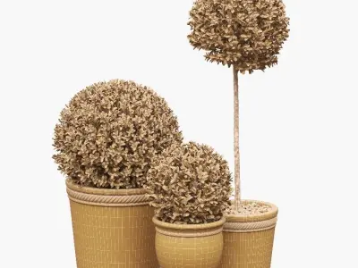 Potted Topiary Buxus 04 3D model
