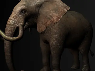 Elelphant 3D model rig Low-poly 3D model