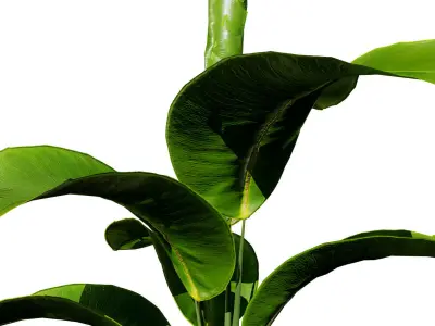 Indoor Potted Plants 3D Model Low-poly 3D model