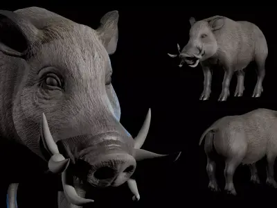 Wild Boar Low-poly 3D model