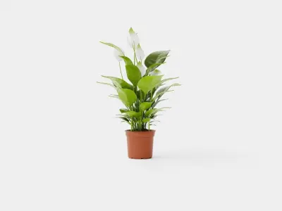 Spathiphyllum Verdi Low-poly 3D model