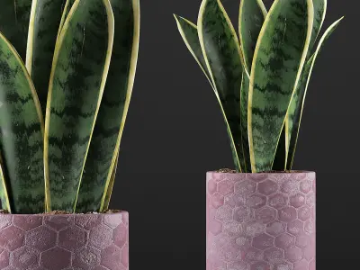 Plants Collection 98 3D model